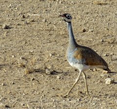 white-bellied-bustard-65