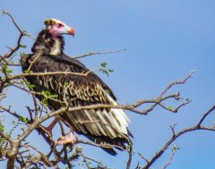white-headed-vulture-107