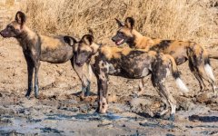 wild-dogs-106