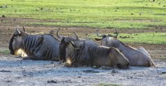 wildebeest-55