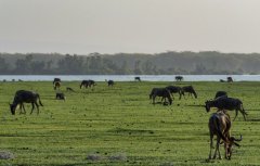 wildebeest-in-Amboseli-56
