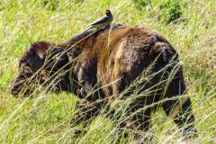 yelloe-billed-oxpecker-22