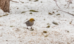 Adult female pine grossbeak