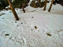 tips of Douglas fir branches