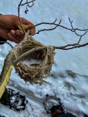 hanging nest