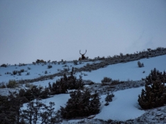 elk on horizon