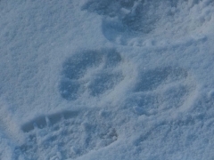 bobcat track?
