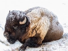 frosty bison