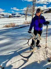 elk skull and rack