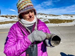 male bison horn