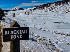 Blacktail Pond