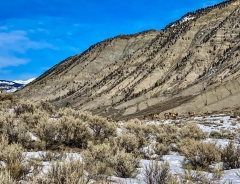 elk everywhere