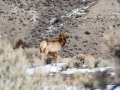 the elk look reasonably healthy