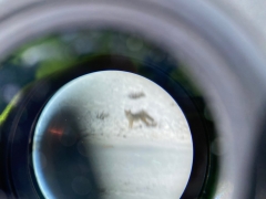 iphone and spotting scope