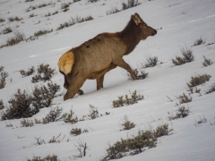 cow elk struggling uphill