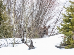 Moose