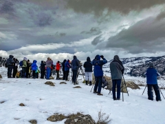 wolf watchers