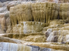 Mammoth detail