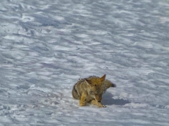 coyote resting after feeding