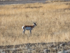 Pronghorn near Gardiner.
