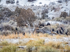 Ravens and Bald eagle