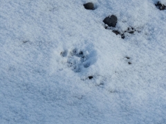 another bobcat track?