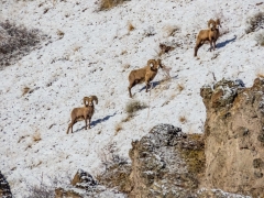 Bighorn sheep