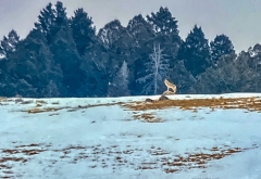 coyote studying the scene