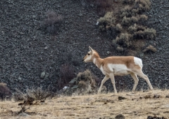 pronghorn