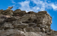 mountain goat