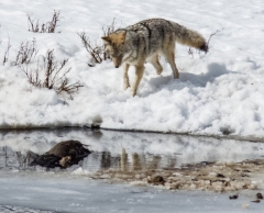 coyote wants to scavange bison carcass