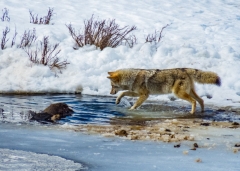 coyote cannot get to carcass