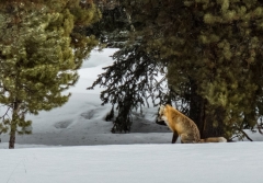 coyote