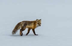 coyote