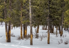 bison hide-scraping grove