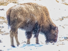 bison go where and when they want