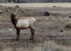 gazillions of elk