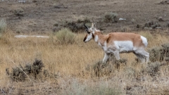 pronghorn
