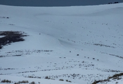 wolves coming down a ridgeline