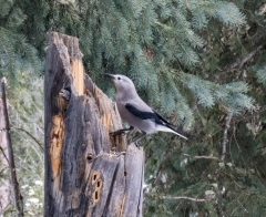 Clark's Nutcracker