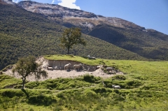 nz120