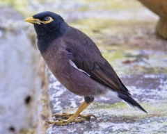 Punakha dzong bird