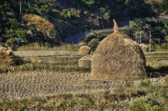 characteristic topknot haystack, to repel rain