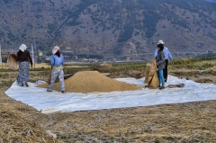 final step of harvest