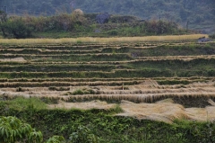 like waterfalls of wheat