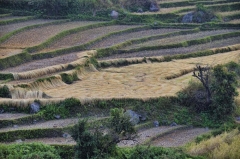 looks like a step in the harvest