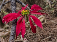 poinsetta blossum