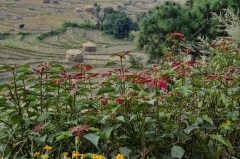 poinsettas along the trail
