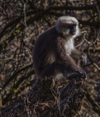 silver-maned monkey