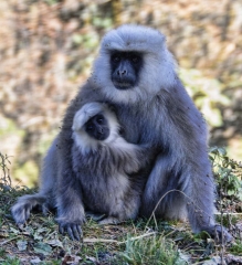 silver monkey